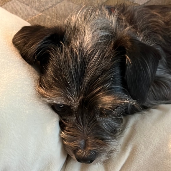 Meet your Posher, Sheree - Picture 1 of 1